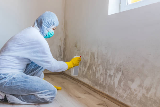 Best Commercial Mold Inspection  in The Hills, TX